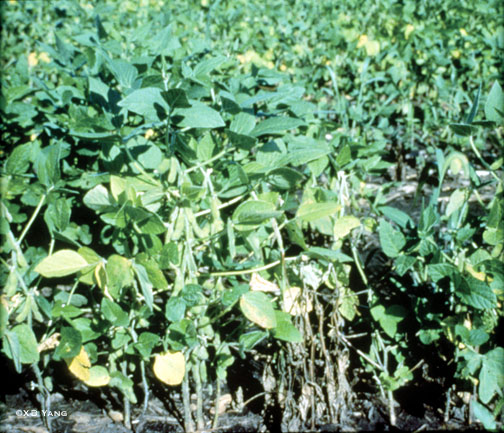 Phytophthora-infected plants