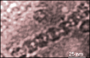 This is a picture of protein nanotubes