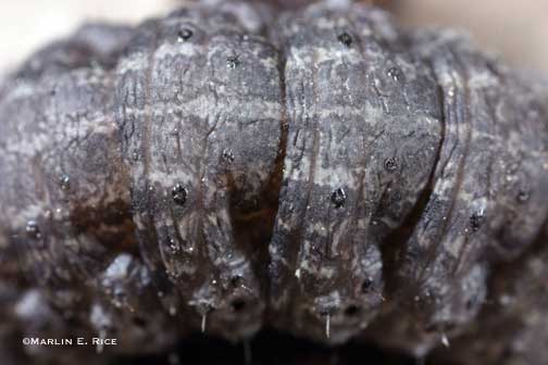 Black cutworm tubercles