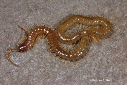 Soil centipede