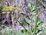 Wild parsnip