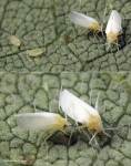 Adult whiteflies next to soybean aphid nymphs