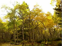 Fall color on the west side of Monarch Pass on U.S. Hwy 50 on the Gunnison Ranger District, Gunnison National Forest.  Photo taken by Kerry Spetter on 09/21/2008.