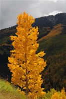 Stunning aspen tree along Roaring Forks Road (FSR 435) in the Ranger District, San Juan National Forest.  The photo was taken by Eric La Price on 10/05/2008.