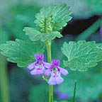 ground-ivy