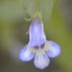 false pimpernel