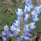 wild blue lupine