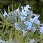 narrow-leaved mountain-mint