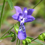 narrow-leaved bluecurls