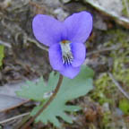 early blue violet