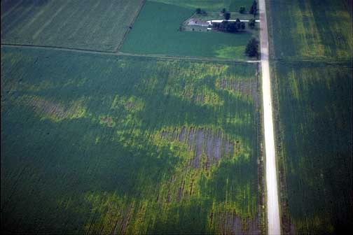 Soybean cyst nematode damage (aerial view)