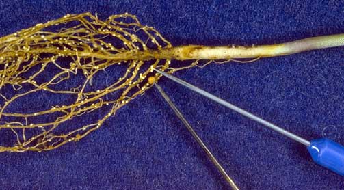 Soybean cyst nematode females