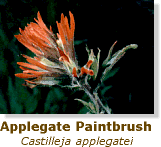 Applegate Paintbrush