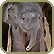 Asian Elephants