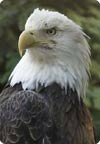Sam, a bald eagle at the Zoo