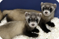 black-footed ferret kits