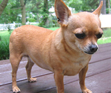 Chihuahua dog