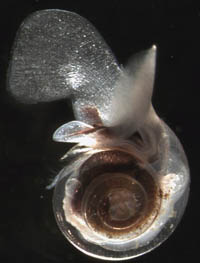 Pteropod