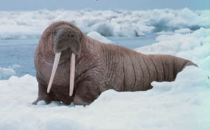 Pacific walrus on ice