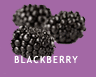 Blackberry production