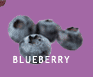 Blueberry production