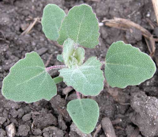 Common lambsquarters