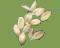 Setaria (foxtail millet)