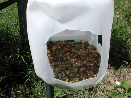 Western bean cutworm trap