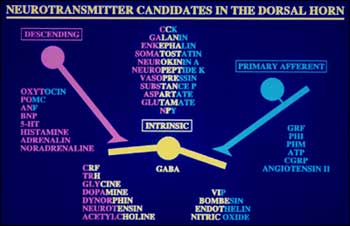 An illustratedchart showing distribution of chemical messengers within axons descendingfrom the brain (blue), primary afferent fibers transmitting from skin andtissues (pink), and intrinsic "relay" neurons.