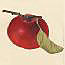 Fruit Trees Home Page 'Great Bearer' Apple