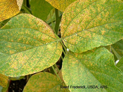 Soybean rust symptoms