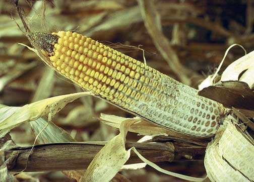 Diplodia ear rot.