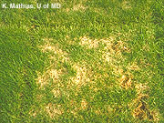 Yellow/Brown Patches photo