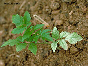 White-tipped Leaves photo