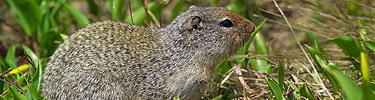 Columbia ground squirrel