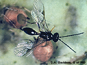 Parasitic Wasps photo