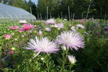 flowers and greenhouse