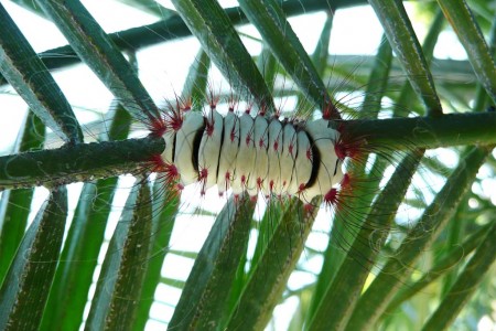 STRI caterpillar