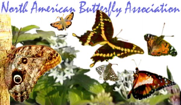 [Butterflies - North American Butterfly Association Home Page Graphic]