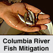 Fish Mitigation