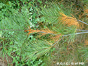 Early Fall Color photo