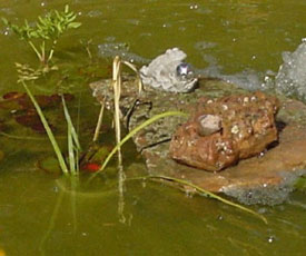 A pond community with goldfish and frogs