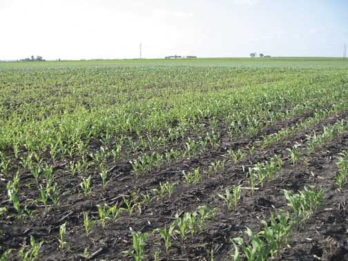 Yellow corn is present in the lower area of this field due to earlier saturated conditions, June 11, 2007. (Tim Chwirka)