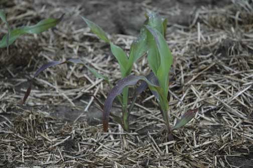 Purple corn resulting from early-season stress in no till. Nebraska, 2005. (Roger Elmore)