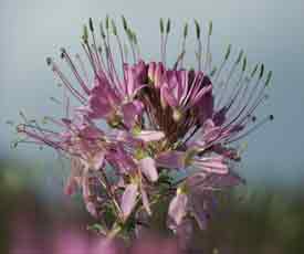 Rocky Mountain Bee Plant-Cleome serrulata (Hemp-Cannabinaceae) growing along the roadsides at giannangelo farms southwest