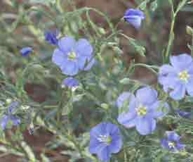 Blue Flax - Linum Lewisii (Linum-Linaceae) in the perennial gardens at giannangelo farms southwest 