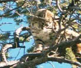 Bobcat, one of three kittens up in a pinon tree on the north ridge