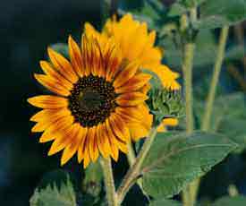 Gaillardia or Indian Blanket – G. pulchella (Composite–Asteraceae) in the perennial gardens at giannangelo farms southwest