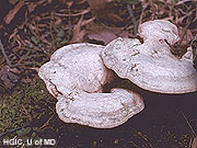 Fungal Growths photo