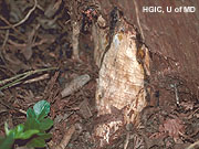 Bark Stripping photo